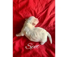 2 adorable male Shih-Poo puppies ready to be adopted - 4