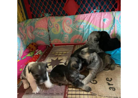 Four CKC Mini schnauzers puppies available