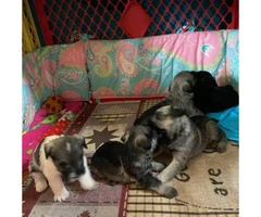 Four CKC Mini schnauzers puppies available