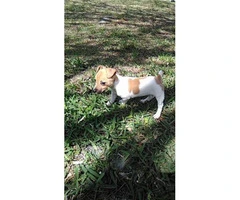 Lovely baby Jack Russell female puppy - 1