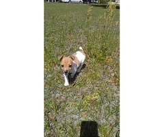 Lovely baby Jack Russell female puppy - 2