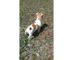 Lovely baby Jack Russell female puppy - 3