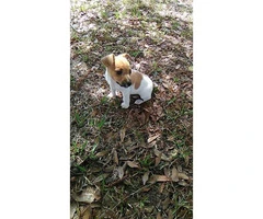 Lovely baby Jack Russell female puppy - 4
