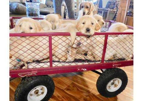 Cream Golden Retriever Puppies for sale