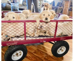 Cream Golden Retriever Puppies for sale