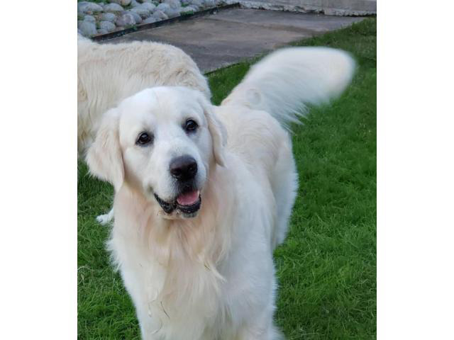 Cream Golden Retriever Puppies for sale in Oklahoma City ...