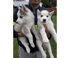 1 female blue eyes Husky puppies available