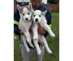 1 female blue eyes Husky puppies available - 2