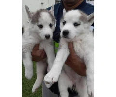 1 female blue eyes Husky puppies available - 3