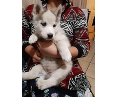 1 female blue eyes Husky puppies available - 4