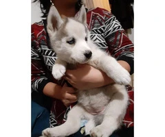 1 female blue eyes Husky puppies available - 5