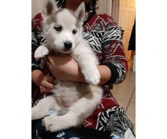 1 female blue eyes Husky puppies available - 6