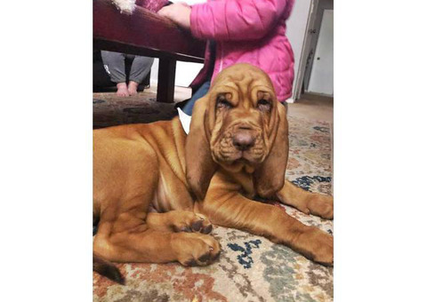 14 weeks old AKC Bloodhound Puppy