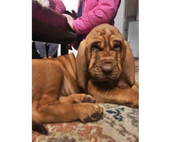 14 weeks old AKC Bloodhound Puppy - 3