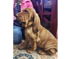 14 weeks old AKC Bloodhound Puppy - 4