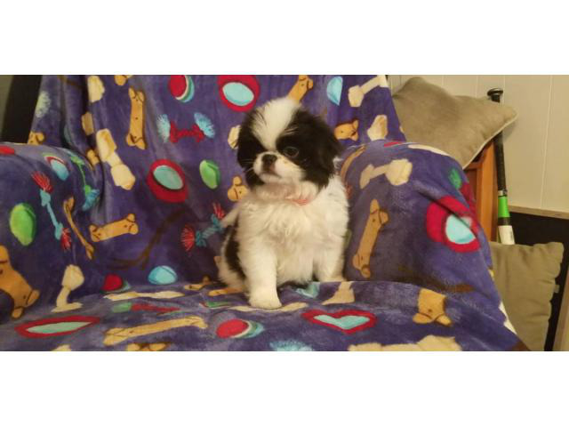 10 week old AKC reg. Japanese chin puppies in Chicago ...