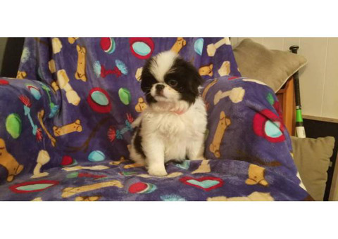 10 week old AKC reg. Japanese chin puppies