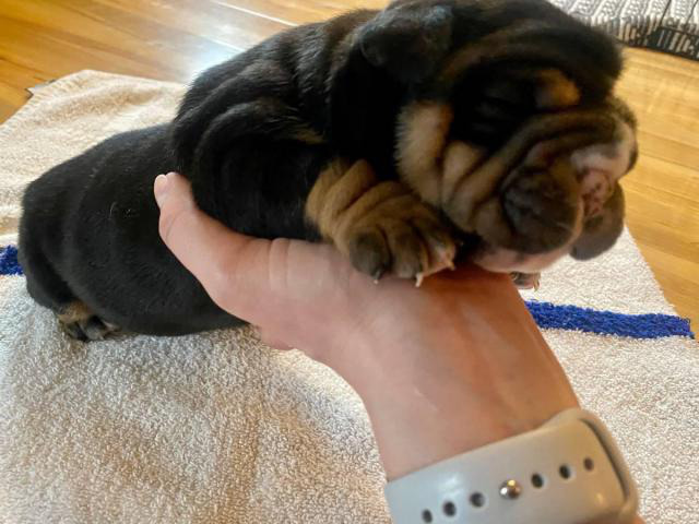 3 Ioeba Olde English Bulldog Puppies For Rehoming In Sterling Illinois Puppies For Sale Near Me