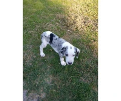 Beautiful Great Dane Puppies need of a loving home - 1