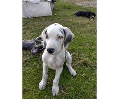 Beautiful Great Dane Puppies need of a loving home - 2
