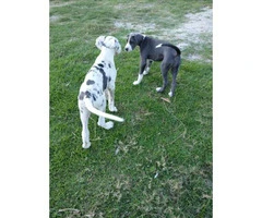 Beautiful Great Dane Puppies need of a loving home - 3