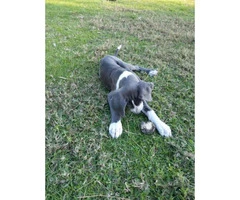 Beautiful Great Dane Puppies need of a loving home - 4