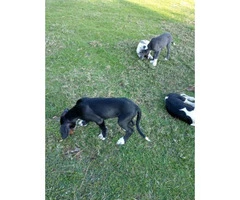 Beautiful Great Dane Puppies need of a loving home - 5