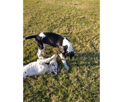 Beautiful Great Dane Puppies need of a loving home - 6