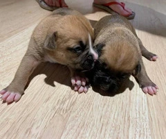 8 sweet boxer puppies available