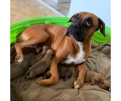8 sweet boxer puppies available - 2