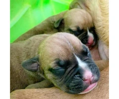 8 sweet boxer puppies available - 3