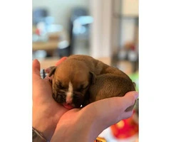 8 sweet boxer puppies available - 4