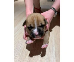 8 sweet boxer puppies available - 6