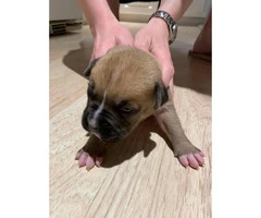 8 sweet boxer puppies available - 7