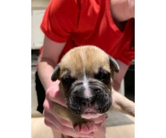 8 sweet boxer puppies available - 8