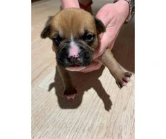 8 sweet boxer puppies available - 9