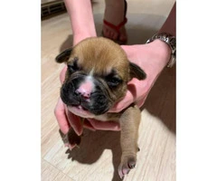 8 sweet boxer puppies available - 10
