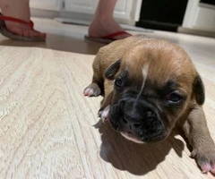 8 sweet boxer puppies available - 11