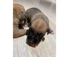 8 sweet boxer puppies available - 12