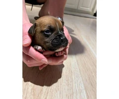 8 sweet boxer puppies available - 14