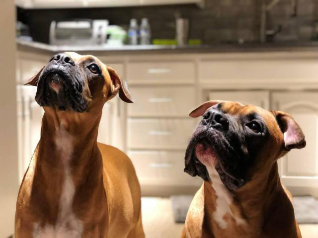 8 sweet boxer puppies available Dallas Puppies for Sale