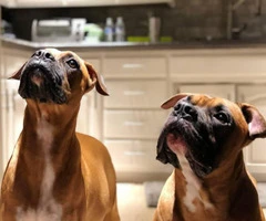 8 sweet boxer puppies available - 15
