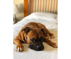 8 sweet boxer puppies available - 16