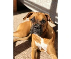 8 sweet boxer puppies available - 17