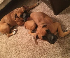 8 sweet boxer puppies available - 18