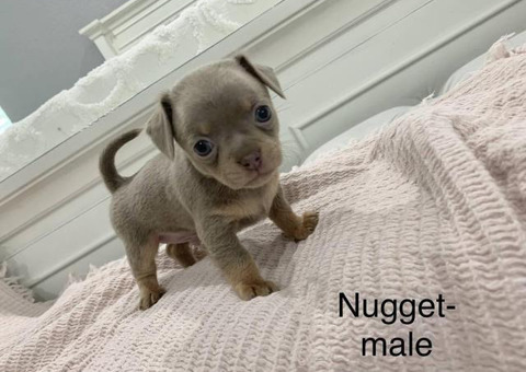 Full breed Chihuahua family puppies