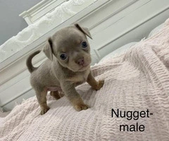 Full breed Chihuahua family puppies