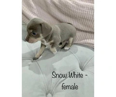 Full breed Chihuahua family puppies - 2