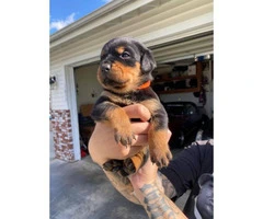 11 Healthy Rottweiler puppies available - 1