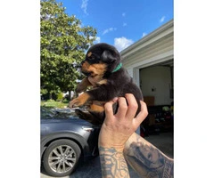 11 Healthy Rottweiler puppies available - 2